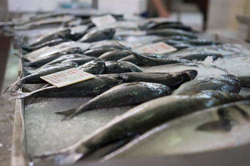 Doraden auf dem Fischbarkt in Zadar