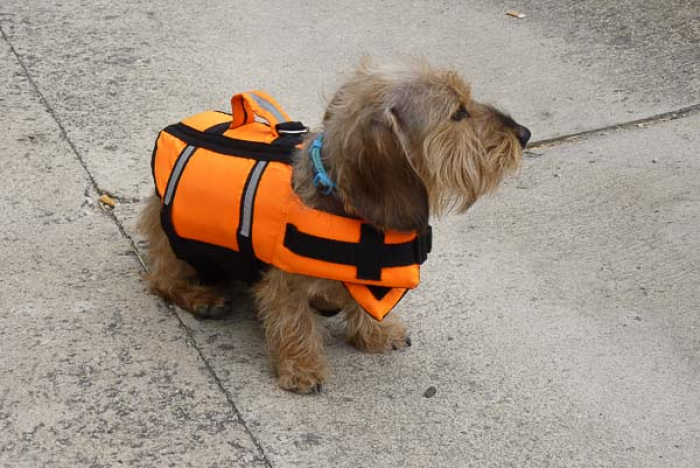 Segeln mit Hund