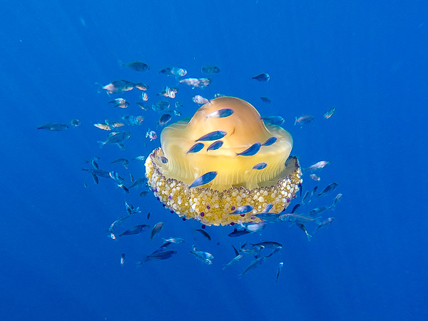 Spiegeleiqualle Kroatien